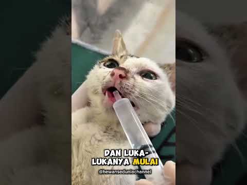 Induk Kucing Yang Diselamatkan Setelah Tertabrak Mobil