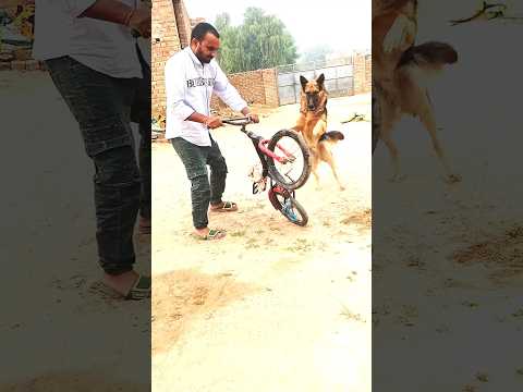 German shepherd attack on cycle #germanshepherd #attack #cycle #petattack #trending #viral #shorts