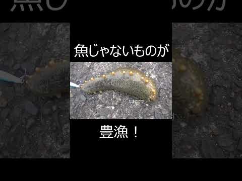 魚じゃないものが豊漁!#shorts
