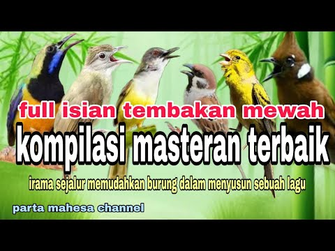 KOMPILASI MASTERAN BURUNG JUARA - MATERI LOMBA TERBAIK