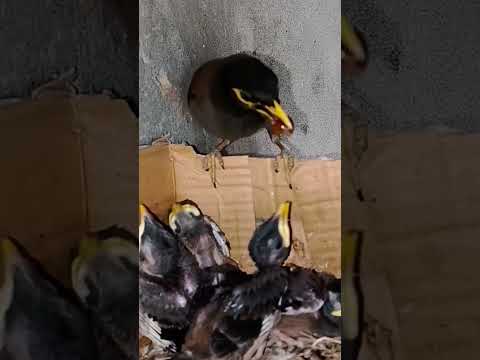 Sweet Moments with Myna Bird Babies (p 21) #shorts