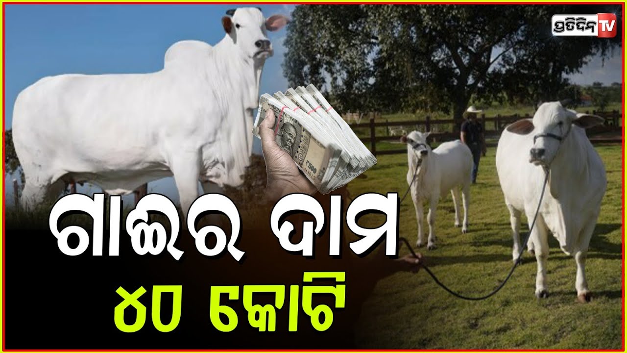 ଦୁନିଆଁର ସବୁଠୁ ଦାମୀ ଗାଈ, ଦାମ୍ ୪୦ କୋଟି l World's most expensive cow sold for $ 4.8 million .