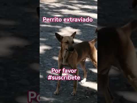 Perrito extraviado en las calles de Ahuachapán