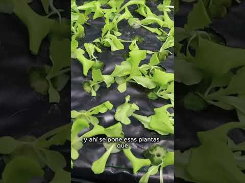 Plantines de lechuga en raíz flotante recirculante en hidroponía. Aquí permanecen durante 21 días.
