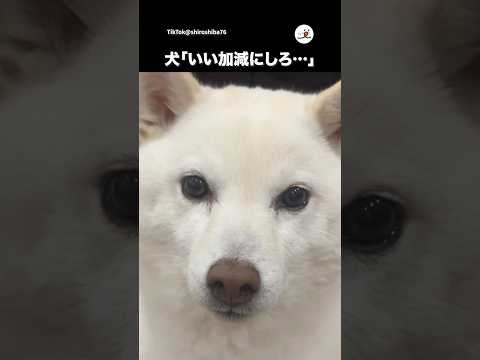 PECO動画で知る犬の回数制限について サムネイル