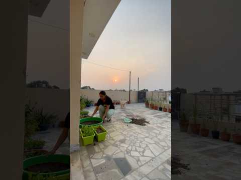 Let’s grow Methi (step by step)🌱🌱 #short #ytshorts #garden #terracegarden