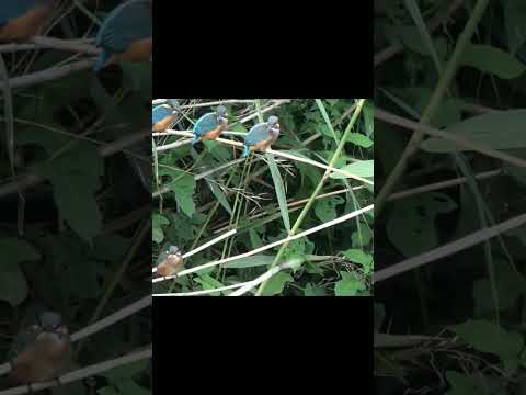 カワセミ仲良し5兄弟 #Shorts