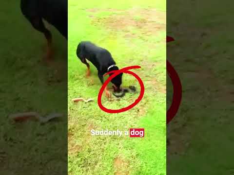 Dog Vs Snake  #rottweiler #snake