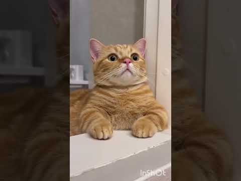 KEBENARAN UCAPAN RASULULLAH TENTANG KUCING YANG DIBUKTIKAN SECARA ILMIAH