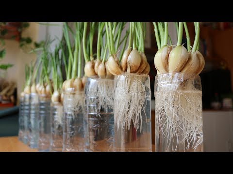 Trồng tỏi - phương pháp mới mà người làm vườn lỡ quên | Planting garlic - new method of gardeners