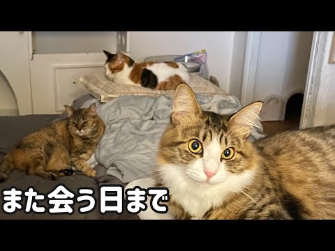 おかんへ。猫と蛇をよろしくお願いします