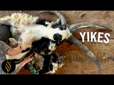 He Knocked Me With Those Horns & It Hurt