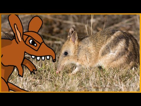 the eastern barred bandicoot will make you go awee