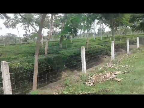 শ্রীমঙ্গলের সাত রঙের চা বাগান