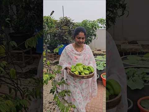 Sweet <strong>star</strong> fruits harvesting cutting #starfruits #mygarden #homegarden #gardening #<strong>short</strong> #viralvideo