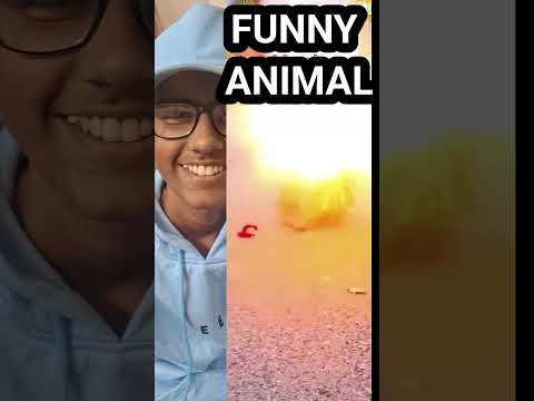 😀funny animal moments 💥 Animal frenk 🔥#shorts ##aianimation #shortvideo