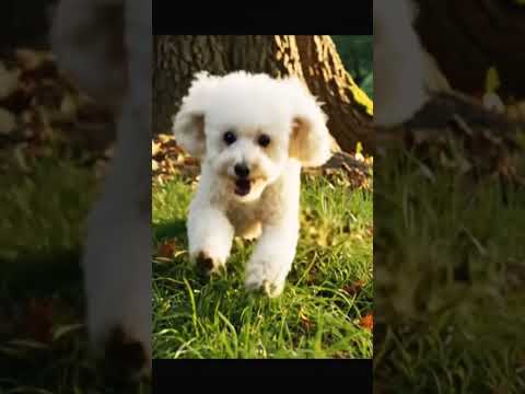 سقط الكلب😥