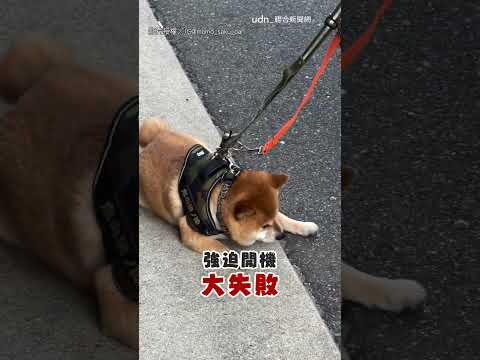 【拒否柴】不愧是柴犬？ 柴柴黏在馬路上：別拉我｜柴犬｜固執｜馬路