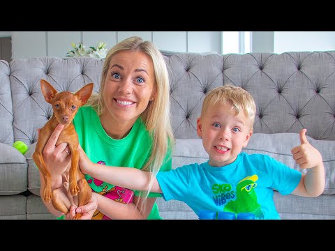 Testing DOG TOYS with PUPPY Chico | FUNNY PETS VIDEO