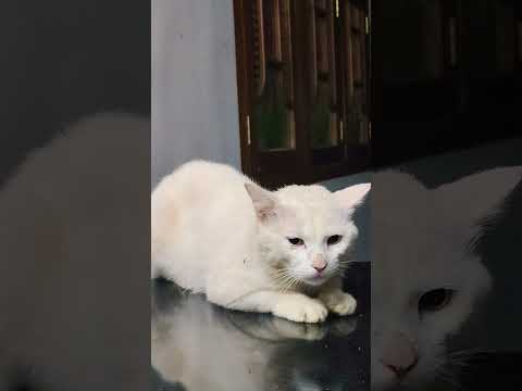 ക്യാമറ കൊണ്ട് വന്നേക്കുന്നു 😏😂😂#catmemes #catvideos #catlovers #subscribenow