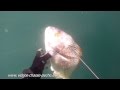 Chopa chasse sous-marine