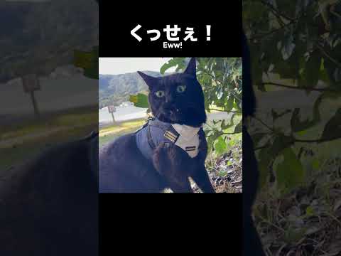 くっせぇえええ！！！Ten’s Funny Flehmen Face