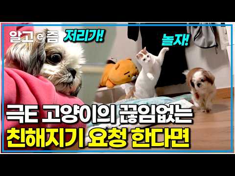 "제발 그만 괴롭혀!" vs "나 너랑 놀고 싶어!" 통역이 시급한 개와 고양이의 관계｜고양이를 부탁해｜알고e즘