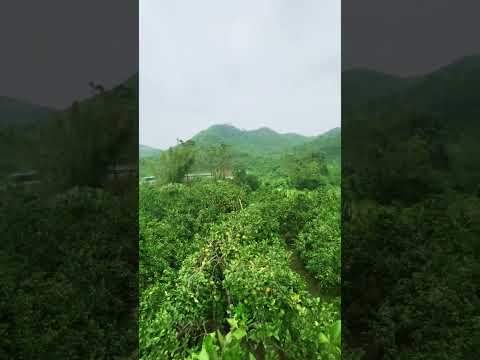 View triệu đồng 🤣🤣🤣 . #caycanh #camping #nongnghiep #hoaquả #xuhuongyoutube