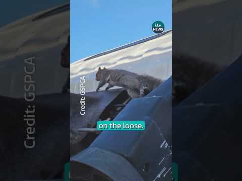 Search for stowaway grey squirrel on the loose in Guernsey #itvnews #squirrel #stowaway #animals