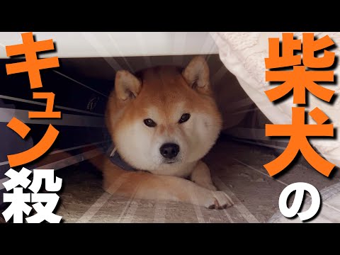 毎日一緒にいるのに、たまに予想外の行動で主をキュン殺しにくる柴犬