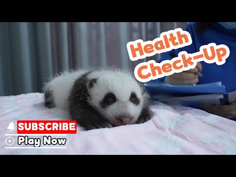 Inside Panda Baby’s Health Check-Up! | iPanda
