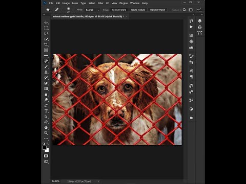 Remove Dog Fence in Photoshop Tutorial #shorts #photoshop