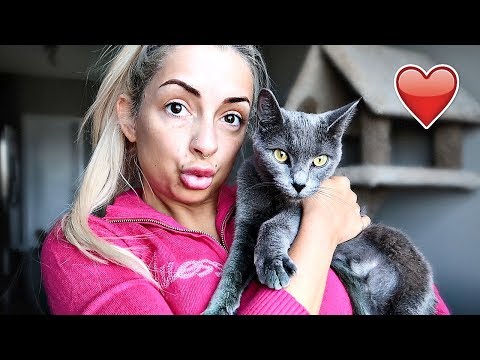 apparently I got a new cat.