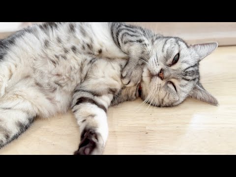 レム睡眠中の猫の寝顔がとてもかわいい サムネイル