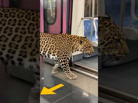 😱Leopard🐯in AfricanMetro#shorts#ytshorts#youtubeshorts#viral#reels#shortsfeed#explore #trending#song