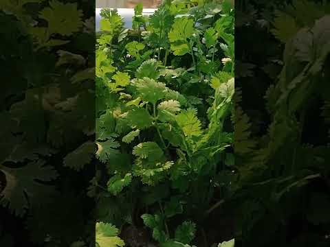 🙏🍀 Organic green coriander 🌱🍀
