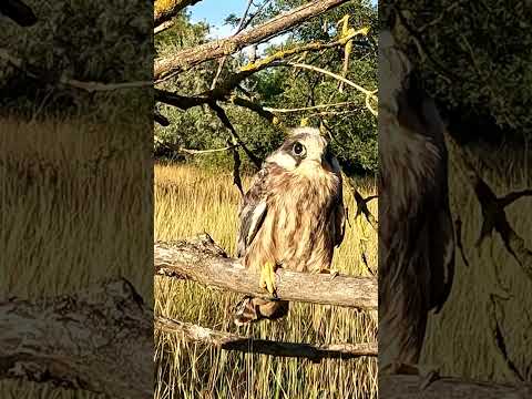 Kék és vörös vércsék a cserebökényi odútelepen #vércse #Falkon #természetvédelem