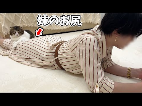 妹ちゃんのお尻でパパ猫が爆睡しちゃった結果…w
