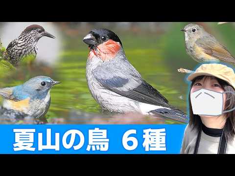 ウソ登場!夏山は鳥がいっぱい♪【野鳥撮影vlog】