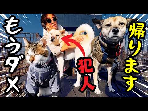 犬に育てられると野良猫はこうなります。