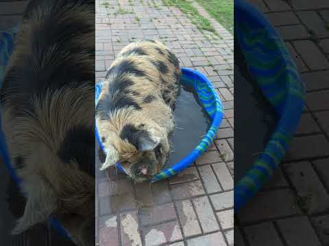 Piggy pool time!