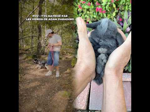 POV t’es matrixé par les vidéos de 🥺 #bordas #Chien #Adam #StopAbandon