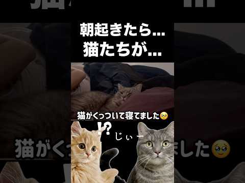 猫と暮らす癒やしの朝時間：かわいい瞬間を楽しもう サムネイル