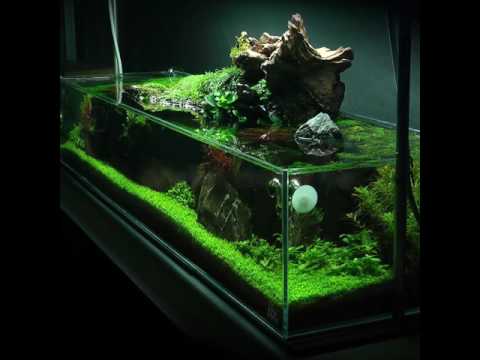 Simplicity Aquascape Preview #2 (full video coming The Art of Aquascaping Book now is available to download- https_//www.thegreenmachineonline.com/aqua