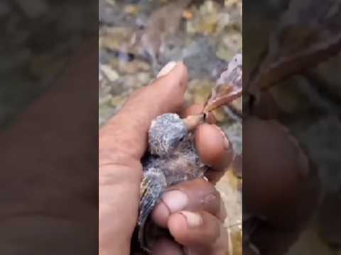 thirsty baby bird