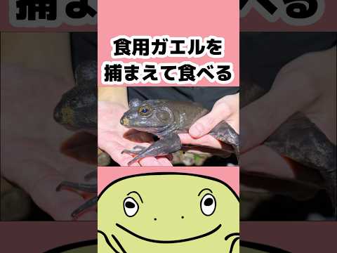 捕まえたカエルを食べてみた