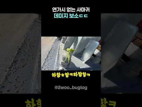 <strong>연가시</strong> 없는 사마귀 데미지 보소ㄷㄷ