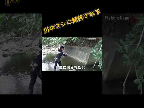 川のヌシ