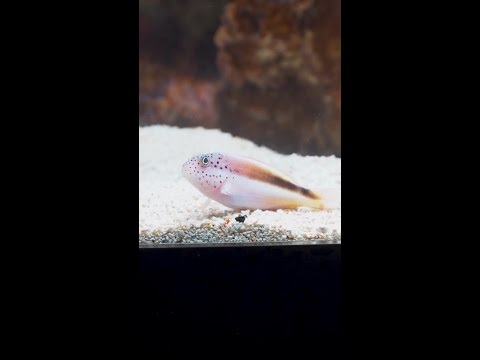 Coming this Thursday to Diver's Den at 5pm CST! Coming this Thursday to Diver's Den at 5pm CST!
#liveaquaria #diversden #wysiwyg #fishkeepers #fisht