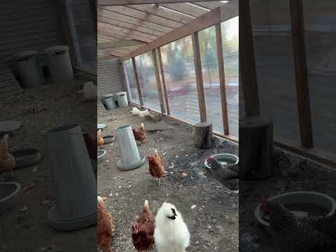 New chicken run, almost done getting ready for winter. Are you ready for #winter ￼￼￼